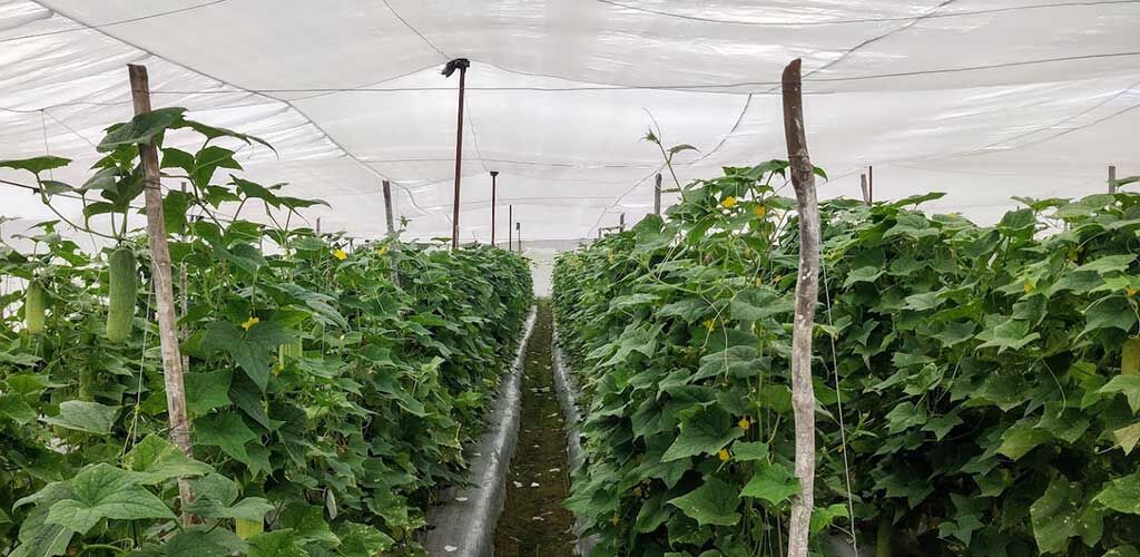 Anti-Insect Net