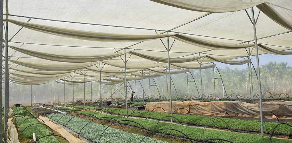 Shade Net