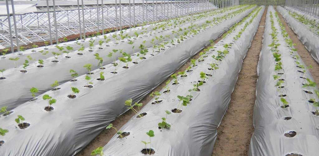 Mulching Film