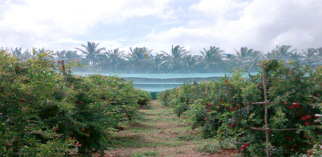 anti-bird-net Davangere